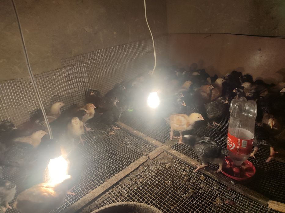 Продам курчат разный породы