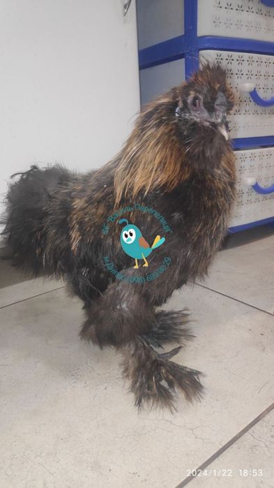 Півень Китайська Шовкова