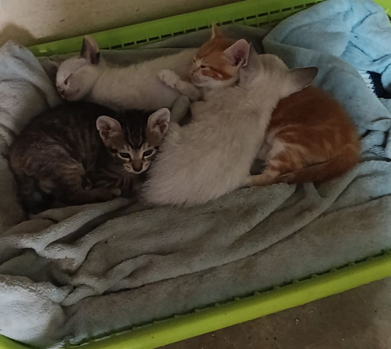Da se estas gatinhas