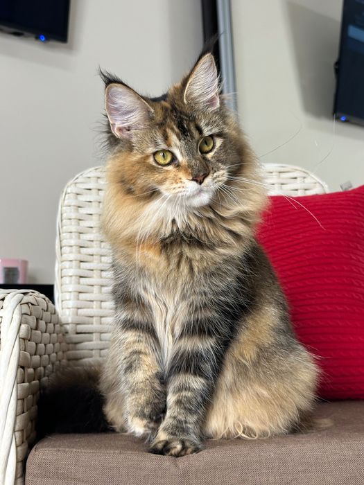 Charlotte-kotka Maine Coon