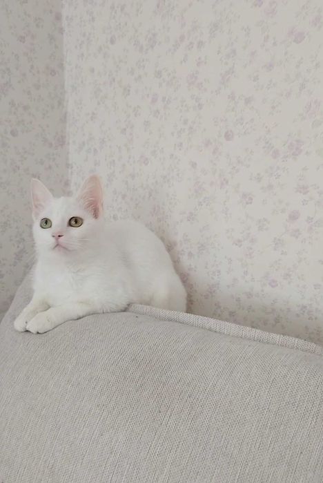 Біла кішка шукає сім'ю котик кіт безкоштовно