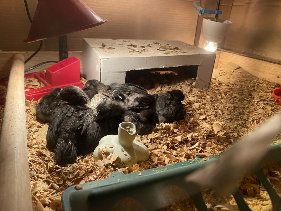 Pintos Ayam Cemani – Raça Ornamental
