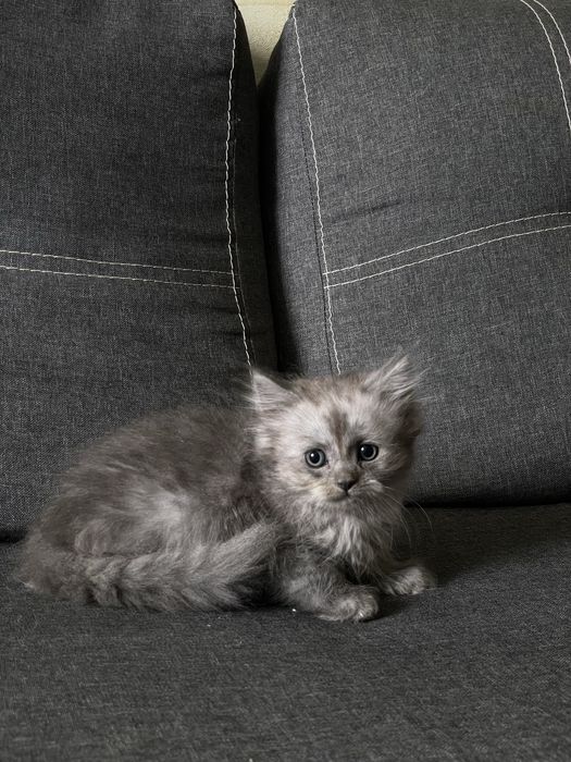 Продам Шотландських висловухих та прямовухих котиків