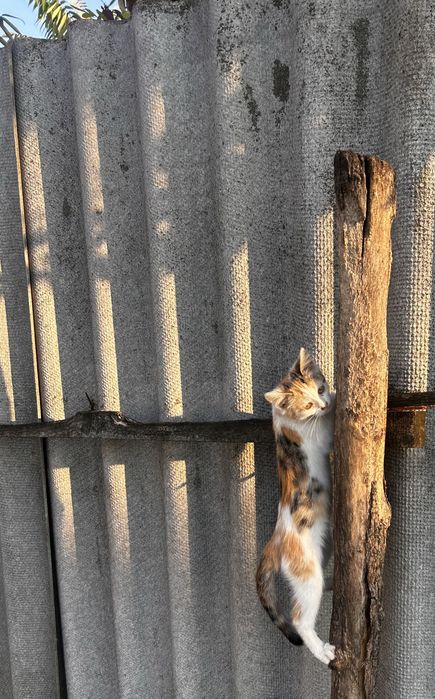 Віддам кошенят 3 місяці