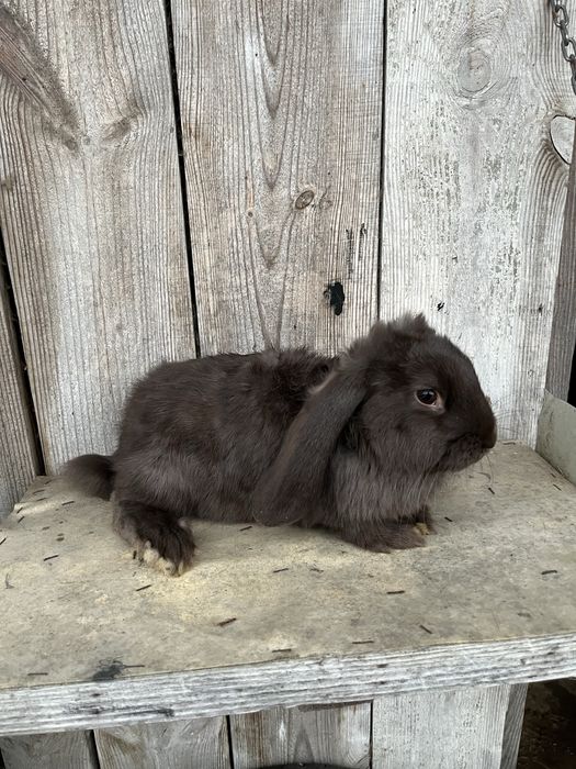 Baran francuski hawana