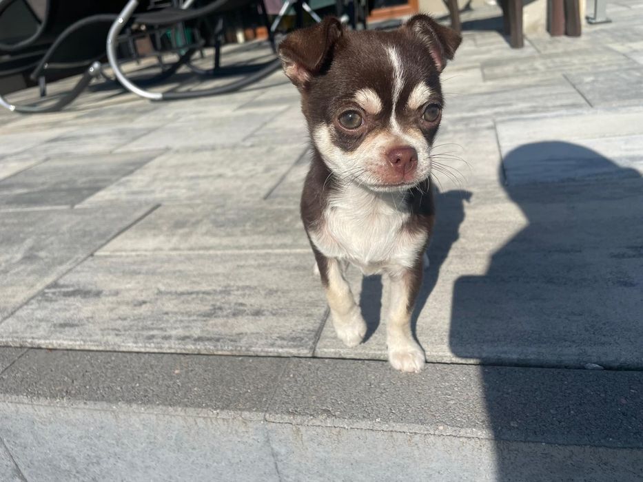 Chihuahua krótkowłosy suczka