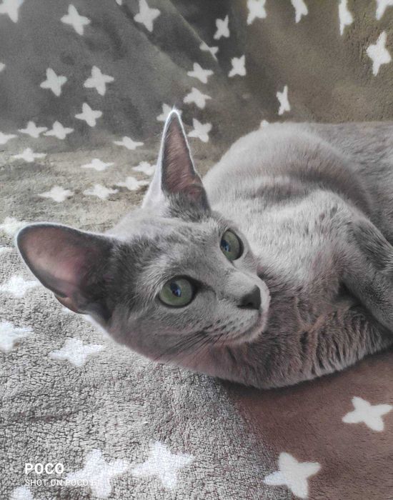 Молода породиста кішка з розплідника