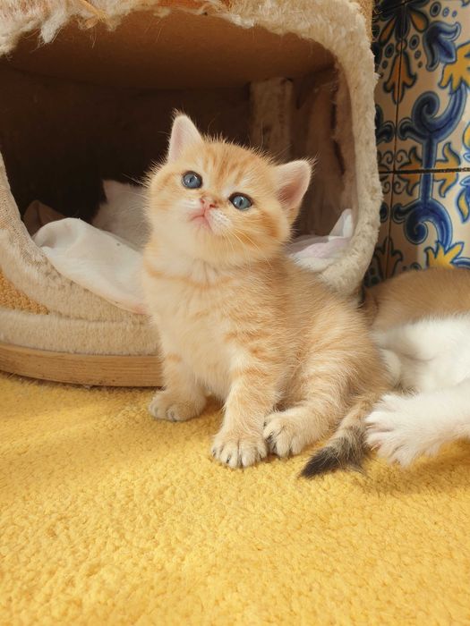 Gatinha British Shorthair