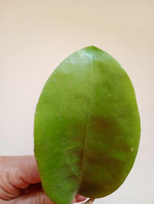 Hoya surigaoensis. Sadzonka ukorzeniona