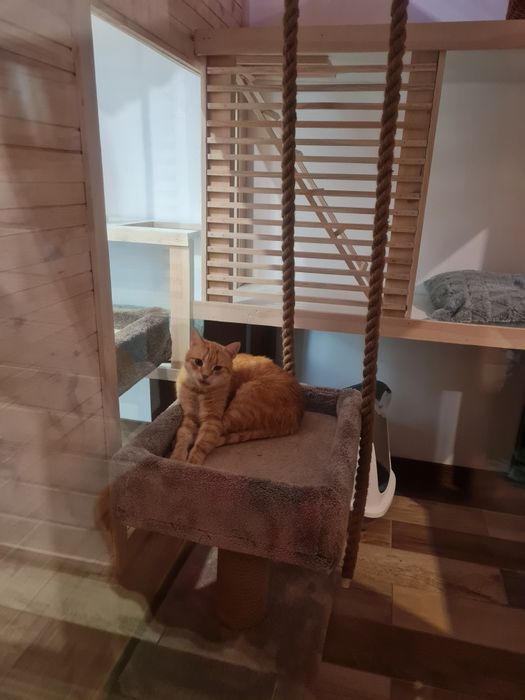 Hotel dla kota Poznań, Września "Kocie Apartamenty