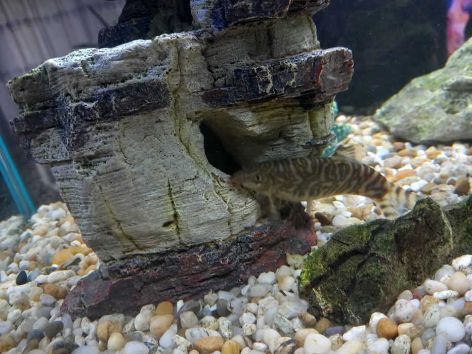 Bocja rybka rozrabiaka