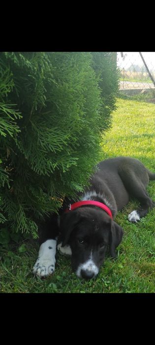 3000 zł DLA ZNALAZCY !!!Zaginęła młoda suczka !