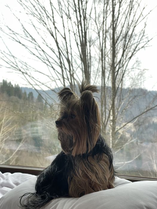 Будинок для відпочинку Славсько акційна пропозиція!!