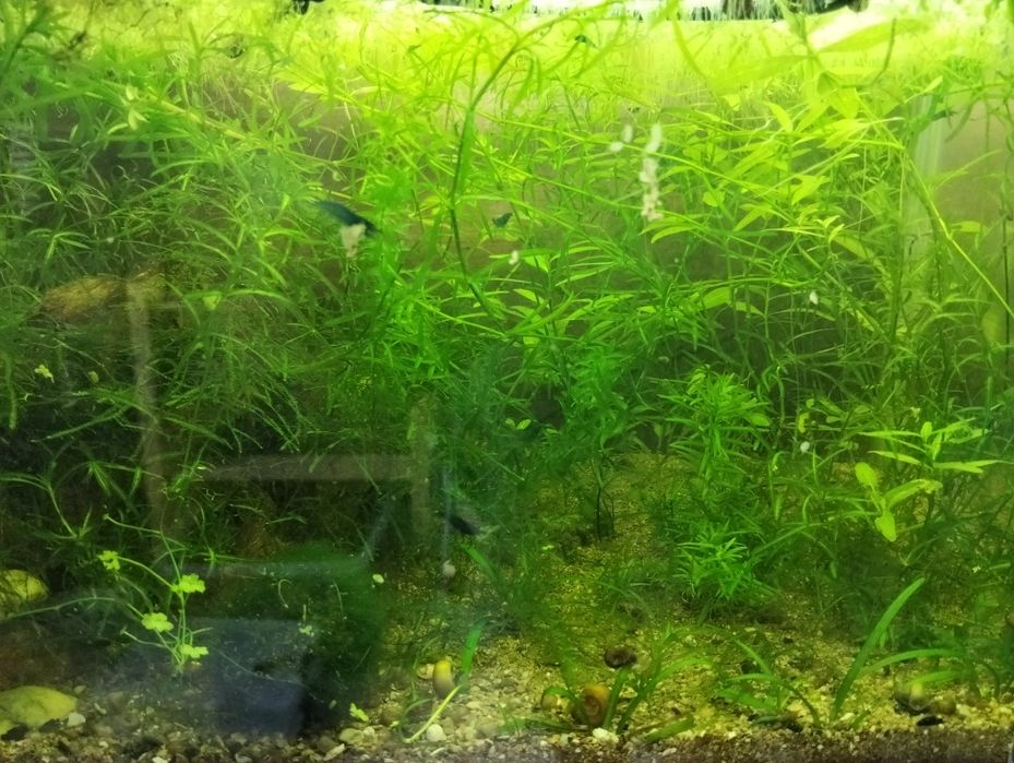 Packs para aquário guppys/camarões/plantas/enguias de vinagre