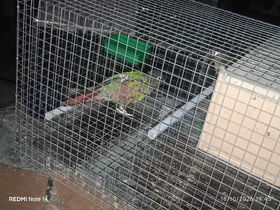 Vendo  pyrrhuras