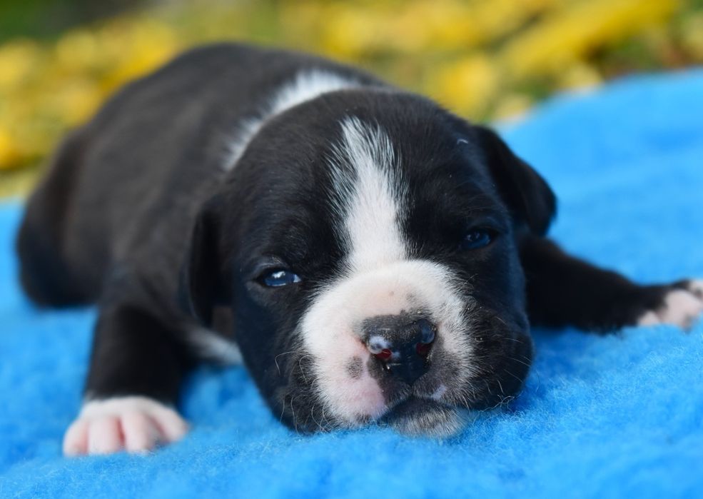 Amstaffy FCI Zkwp American Staffordshire Terrier Night Warrior