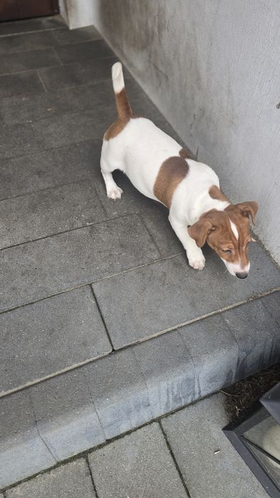 Piesek szczenie Jack Russell