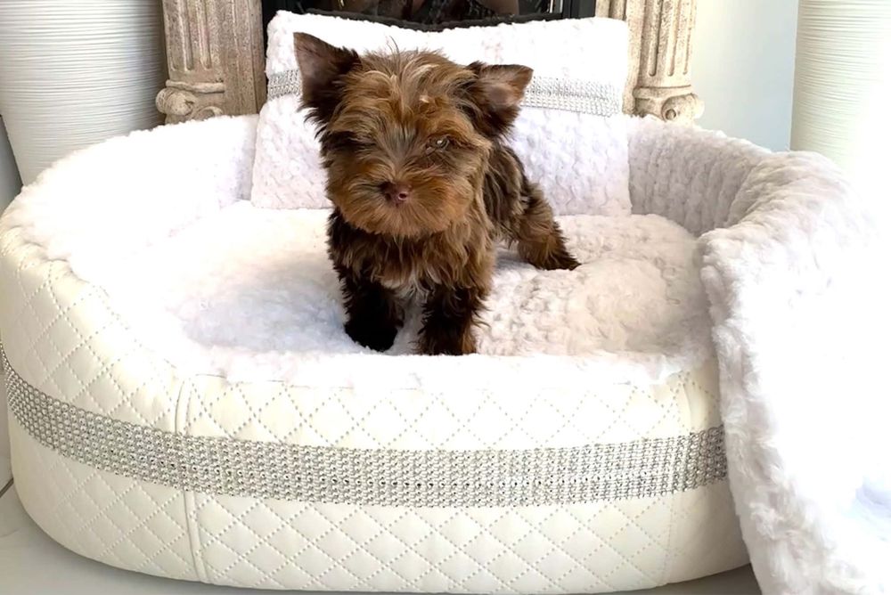 York shire terrier choco merle piesek
