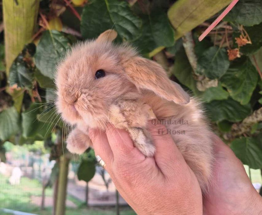 Coelhos Anões Mini Lop – Amor em Forma de Coelho