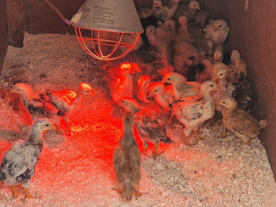 Vendo ovos galados,pintos e galos em Portimão