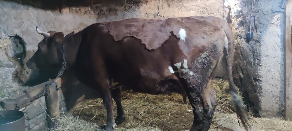 Продам корову на хозяйство