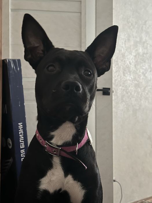 Отдам в очень хорошие руки щенка стаффордшир терьера — девочка Молли