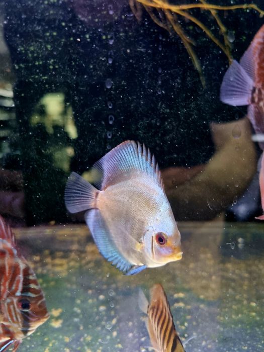 Paletki dyskowce blue diamond