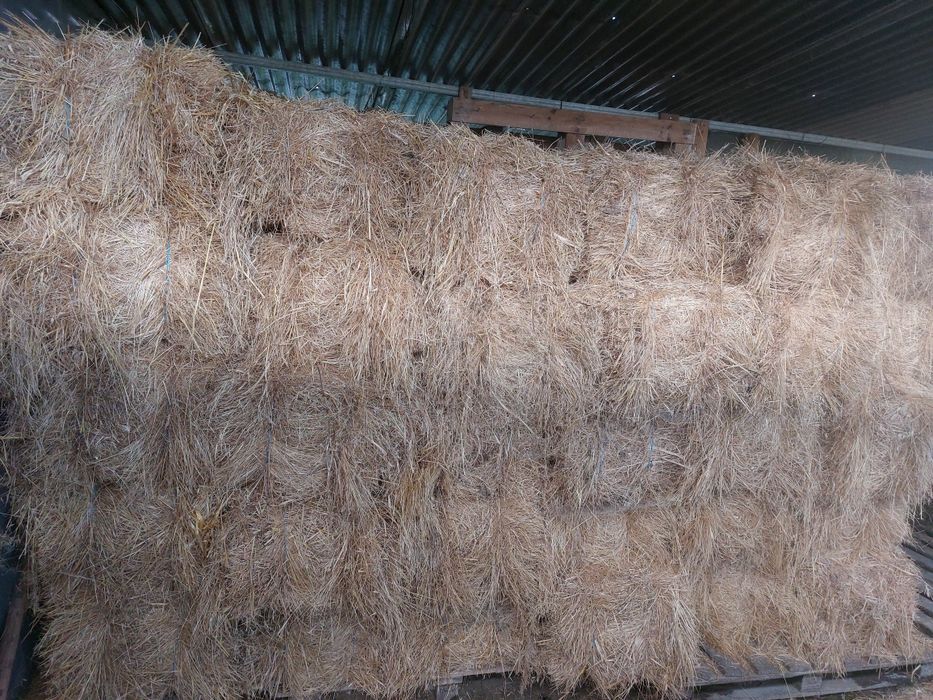 Fardos de Feno nascidiço 2025