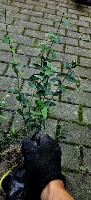 Trzmielina Fortunea Coloratus - sadzonka z gruntu