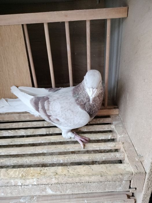 Gołębie staropolskie