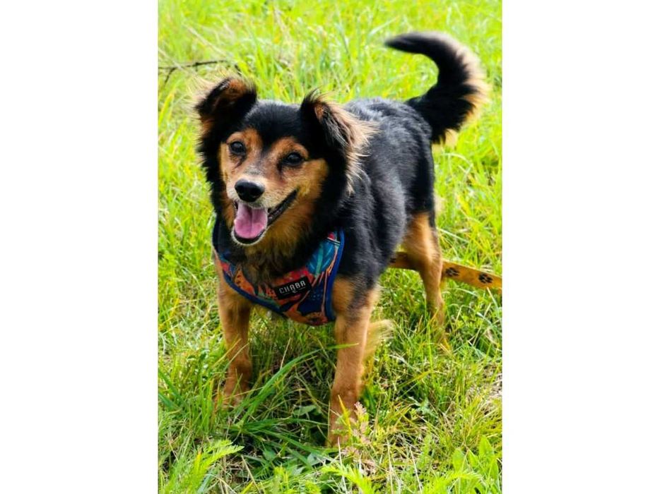 Mały (7kg), WESOŁY, kudłaty pies