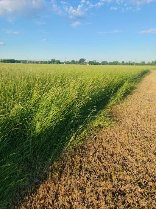 Продам луговое сено солому