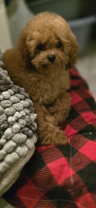 Pudel toy / dziewczynka