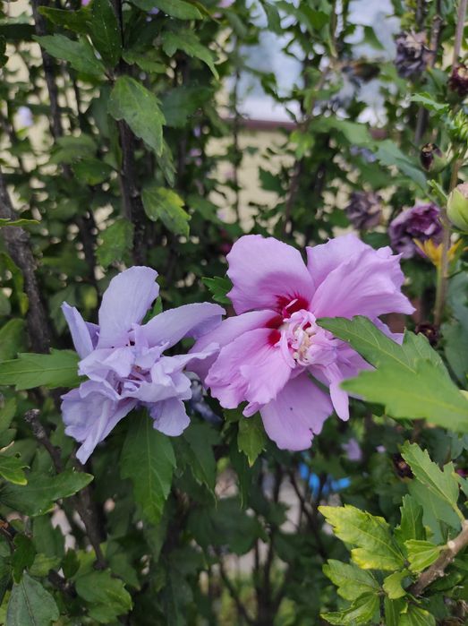 Irysy pachnące białe