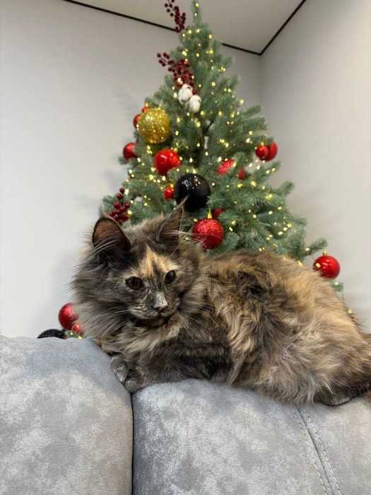 Черепахова дівчинка мейн-кун WCF • ніжна