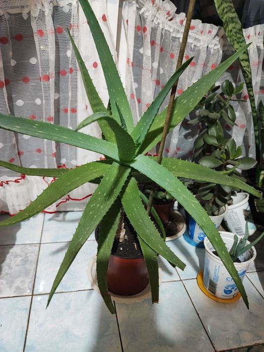 Комнатный Алое огромный цветок.