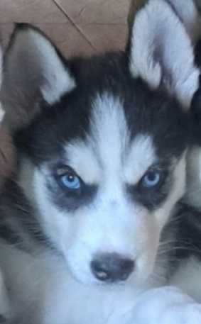Na sprzedaż suczka rasy husky z rodowodem.