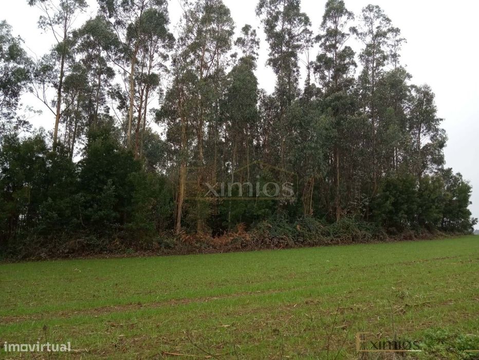 Plot of Land in Aveleda