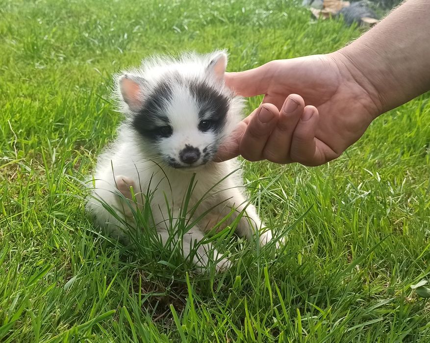 Lis marmurkowy, lisy domowe Marble REZERWACJA 2026 - możliwy transport