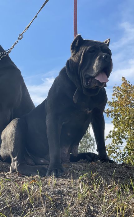 Цуценята Кане корсо