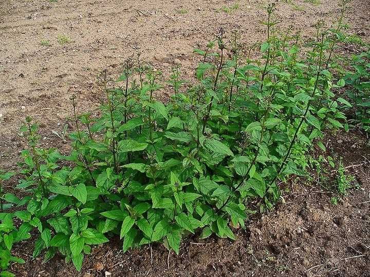 Trędownik bulwiasty - 20 g nasion