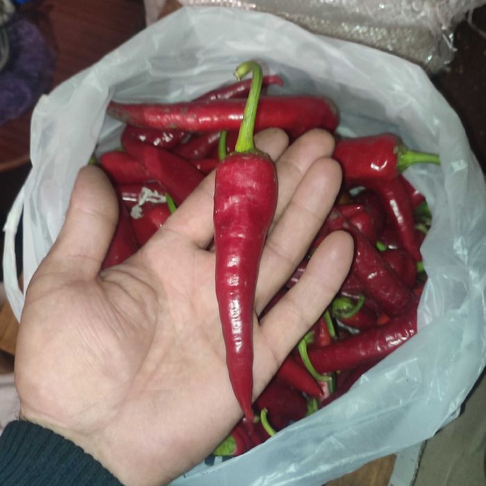 Продам гострий перець