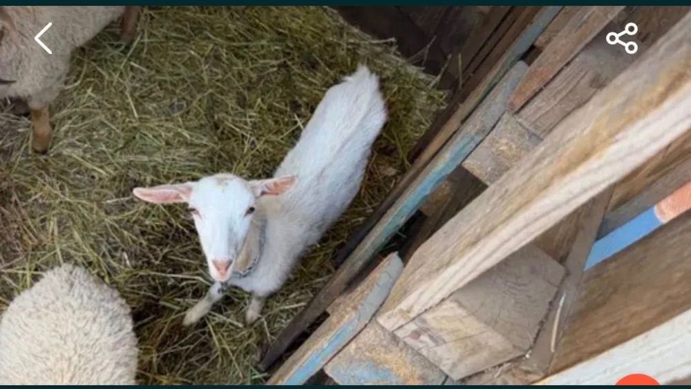 Casal de cabras