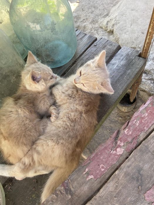Чудові кошенята тільки в самі добрі ручки!