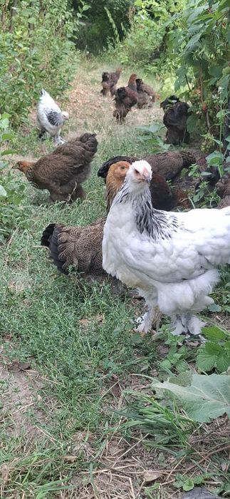 Продам Курчата Брама