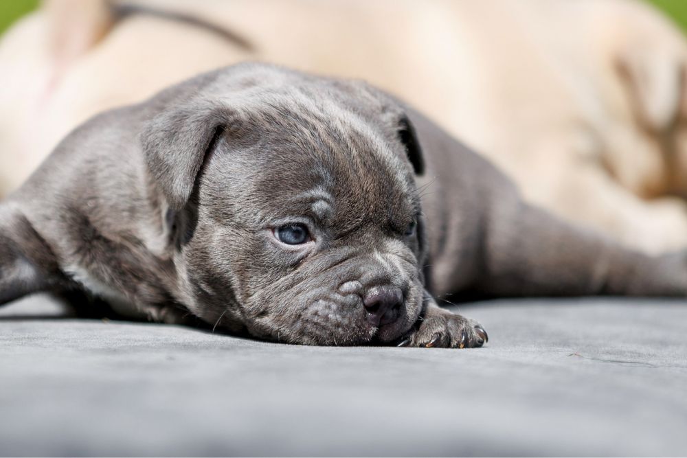 American bully pocket, чудові діти крутих батьків. Бронь !