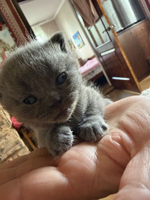 Британські кошенята