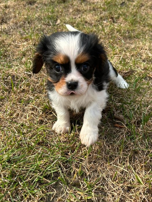 Cavalier King Charles Spaniel.