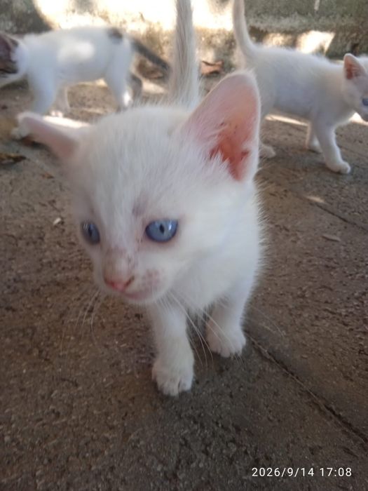 Ofereço Gatinhos bebés