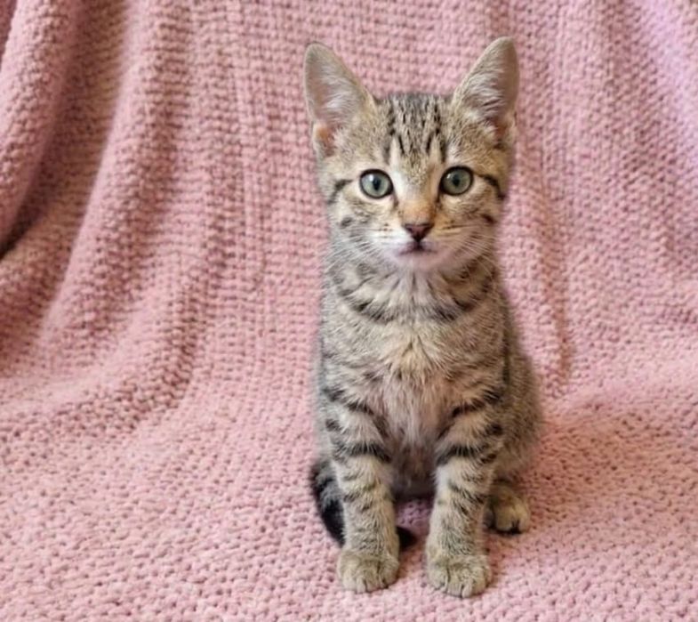Bebé gatinha com 2 meses para adoção responsável